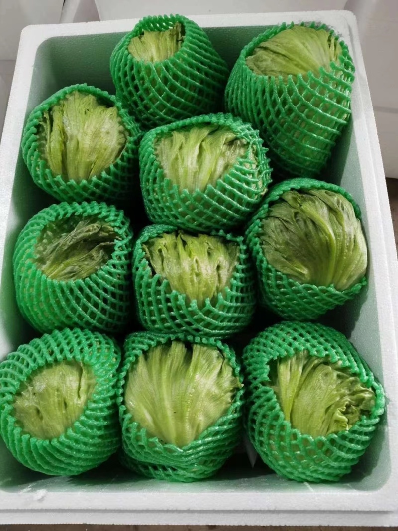【生菜】精品球生菜产地直发量大从优全国发货