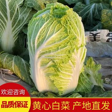 【白菜】山东黄心白菜产地一手货源质量保证欢迎咨询