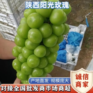 精品阳光玫瑰葡萄，糖度高，串型好，颗粒大产地直发价格优惠