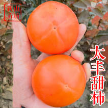 太丰甜柿苗日本新品种辉太郎太雅早秋甘秋脆甜柿子树苗