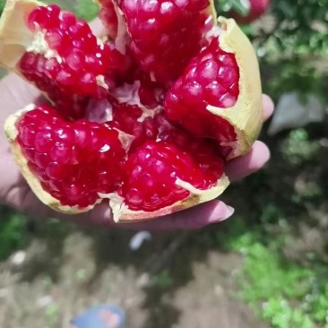 【精品】突尼斯软籽石榴口感好，汁水多，产地直发，欢迎致电