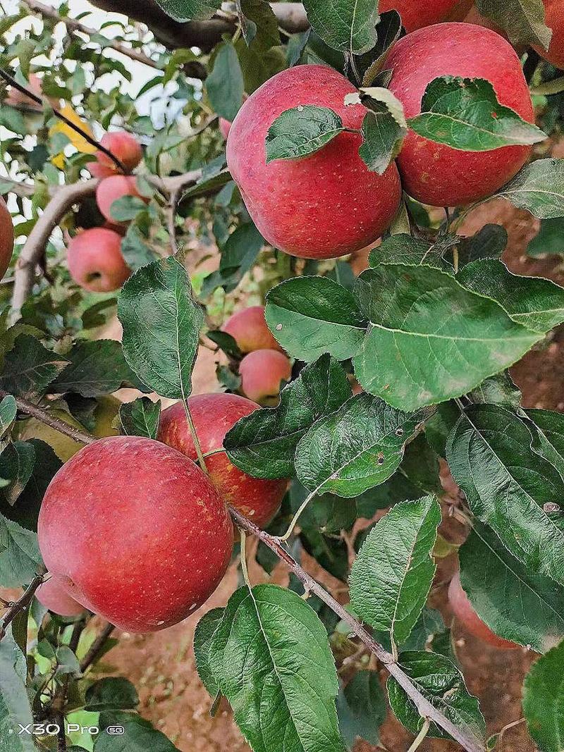 云南昭通精品红富士苹果大量上市果甜价优品质保证欢迎来电
