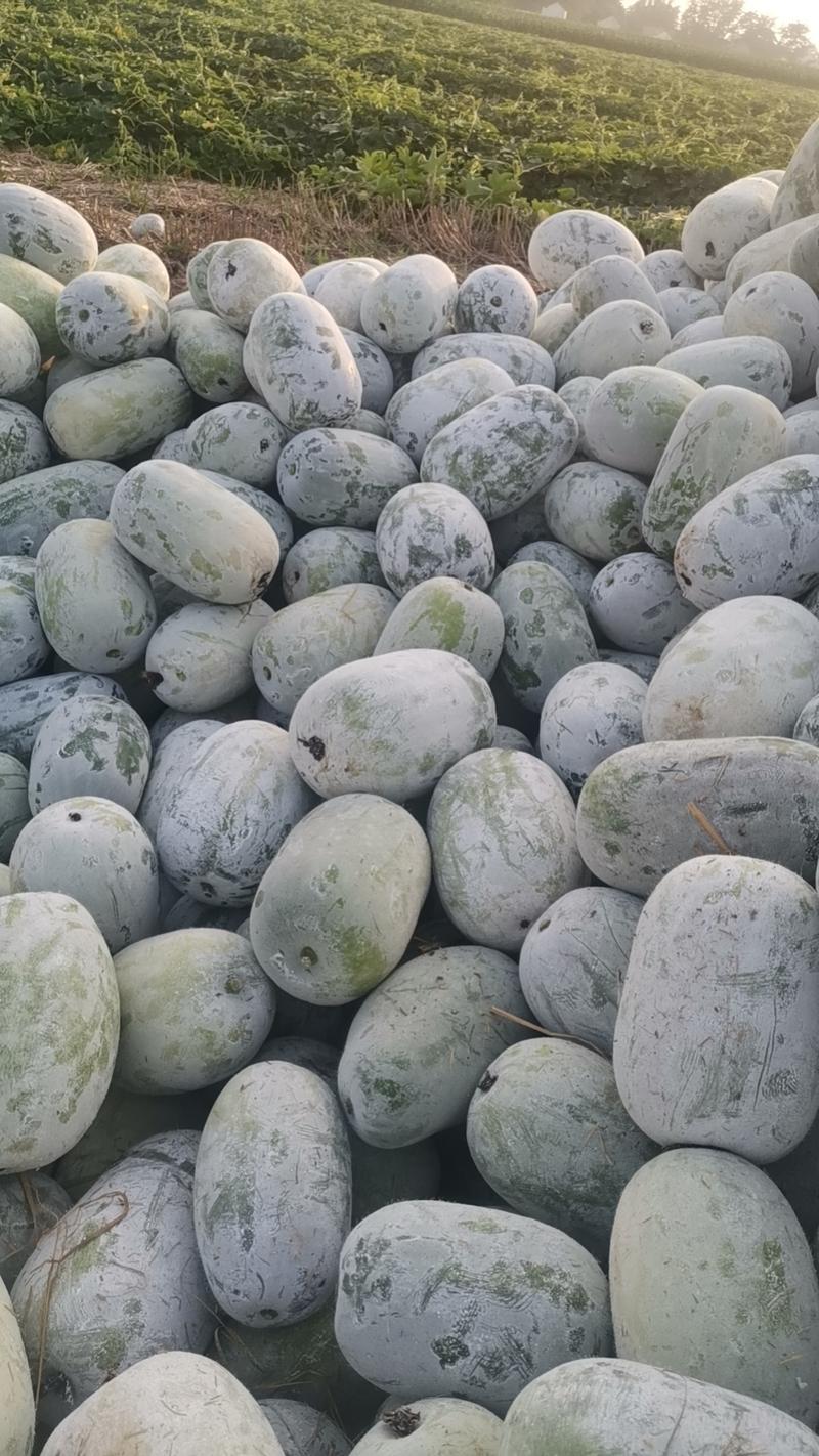太康万亩精品水果师范基地长年供应精品水果冬瓜、欢迎采购。