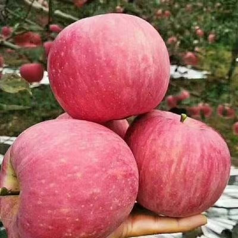 【精选】云南昭通丑苹果核心产区直发新鲜采摘欢迎来电洽谈