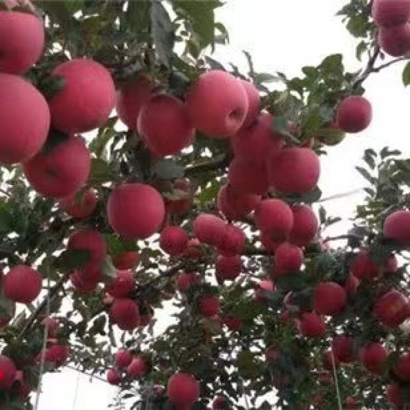【精选】云南昭通丑苹果核心产区直发新鲜采摘欢迎来电洽谈