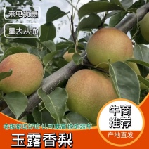 【精选】陕西玉露香梨大量上市产地直发欢迎订购