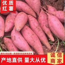 优质红薯：西瓜红、303、烟薯、济薯大量上市中一手货源