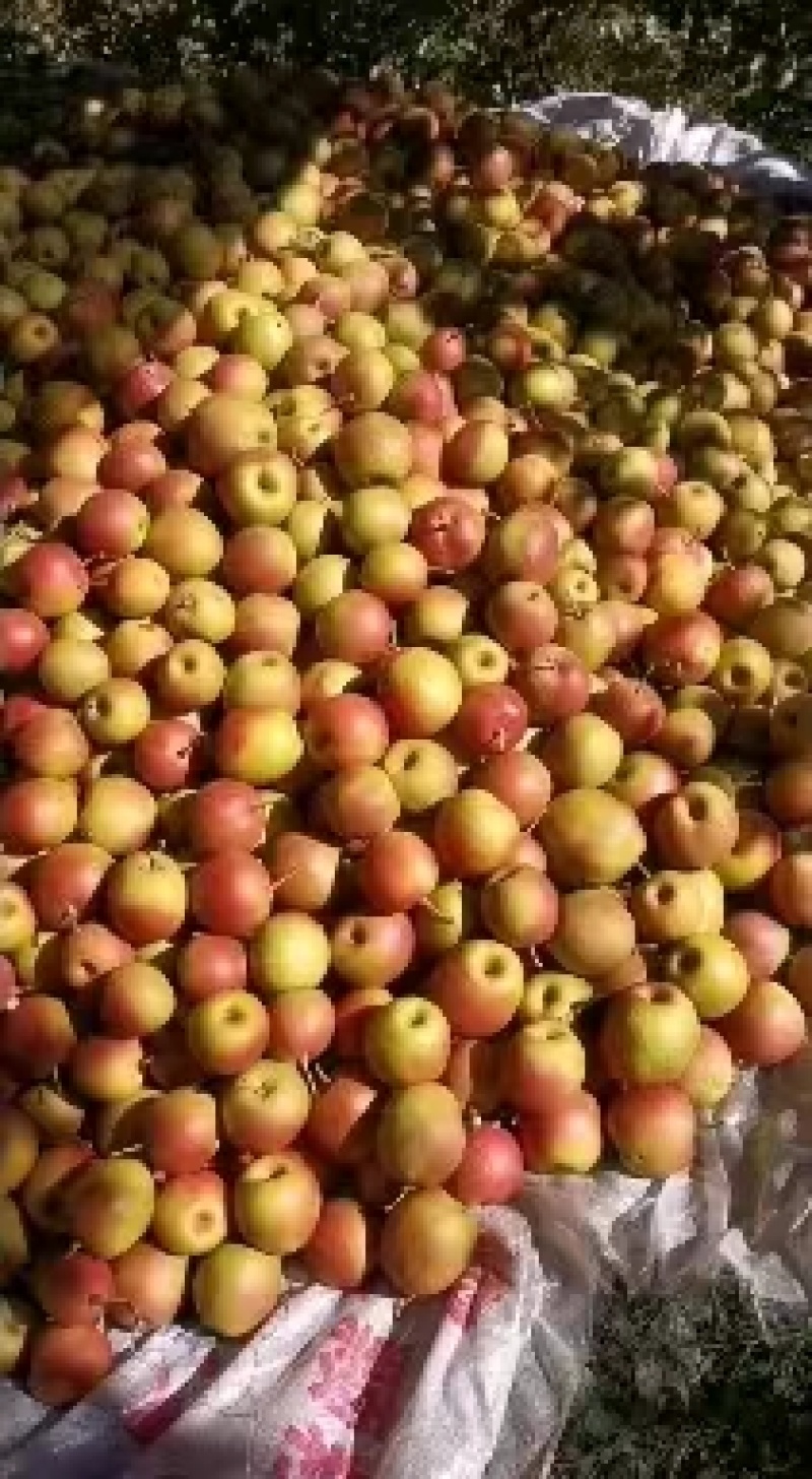 【精选】云南红雪梨大量上市产地直发保质保量欢迎订购