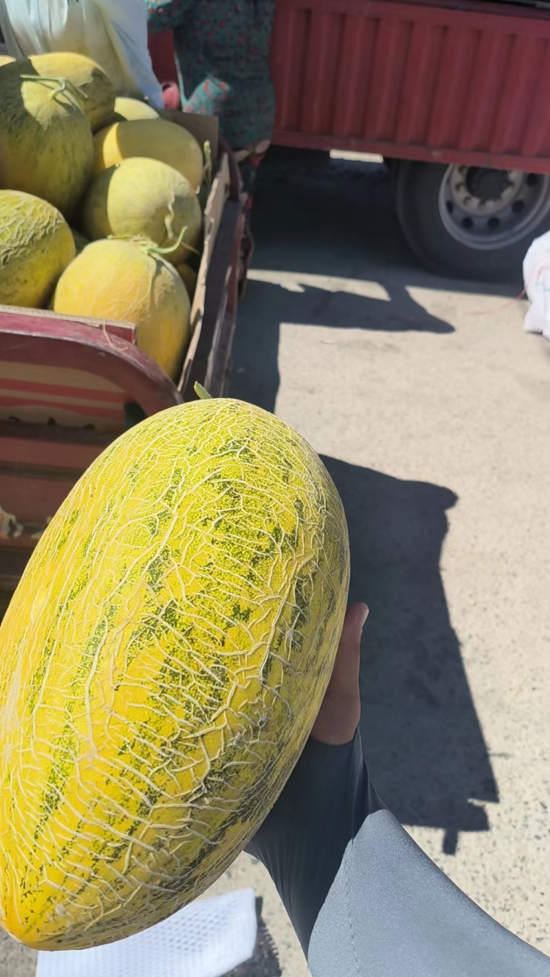 八六王哈蜜瓜货源充足味道香甜可对接商超欢迎各位老板采购
