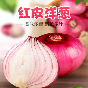 洋葱甘肃精品红皮洋葱货源充足量大从优质量保证欢迎咨询