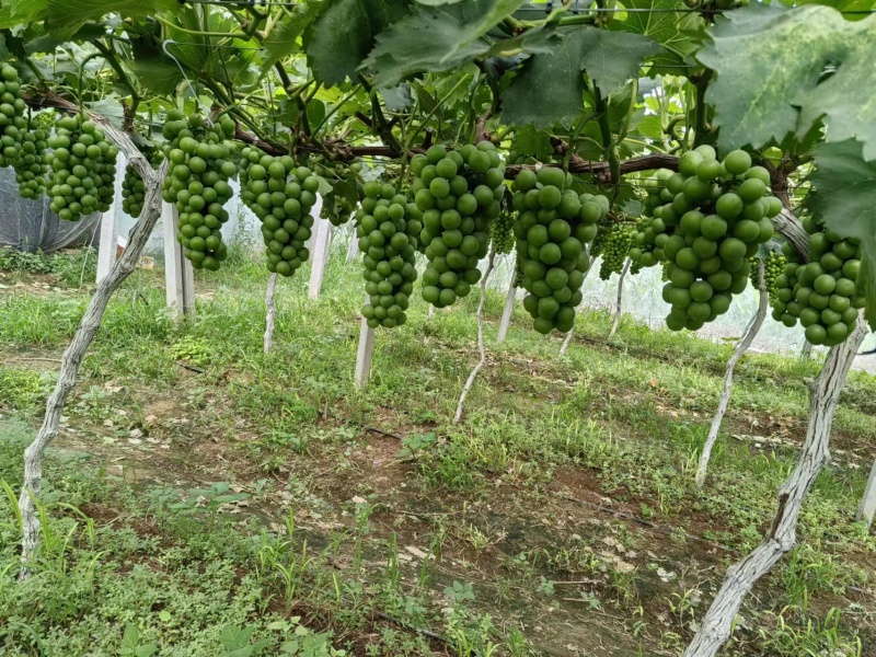 【产地直供】夏邑基地直发阳光玫瑰千亩果园大量供应欢迎来电订货