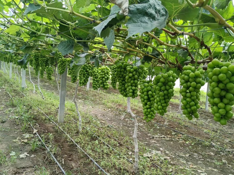 【产地直供】夏邑基地直发阳光玫瑰千亩果园大量供应欢迎来电订货