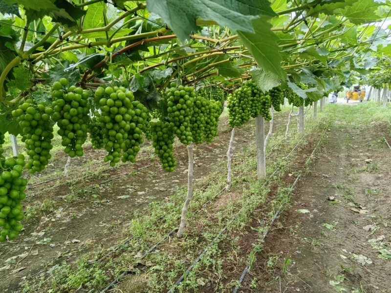 【产地直供】夏邑基地直发阳光玫瑰千亩果园大量供应欢迎来电订货