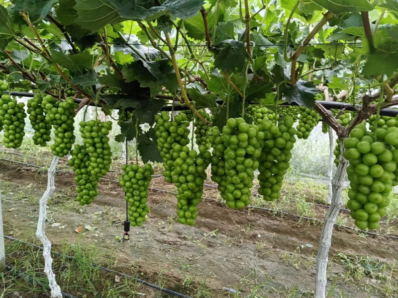 【产地直供】夏邑基地直发阳光玫瑰千亩果园大量供应欢迎来电订货