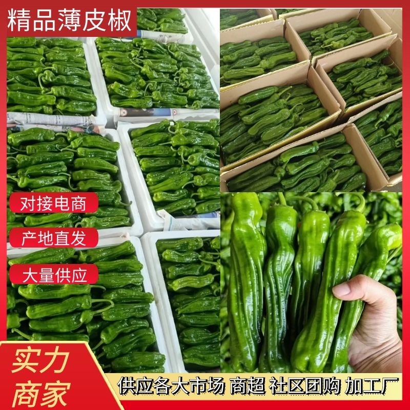 山东鲜辣椒薄皮椒，芜湖椒，对接电商市场超市，货源充足
