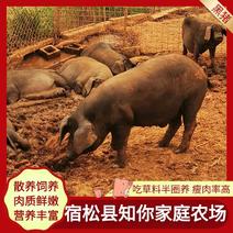 黑猪吃草料半圈养瘦肉率高养殖场品质保证