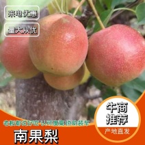 南果梨一件代发品质保证可视频看货欢迎来电