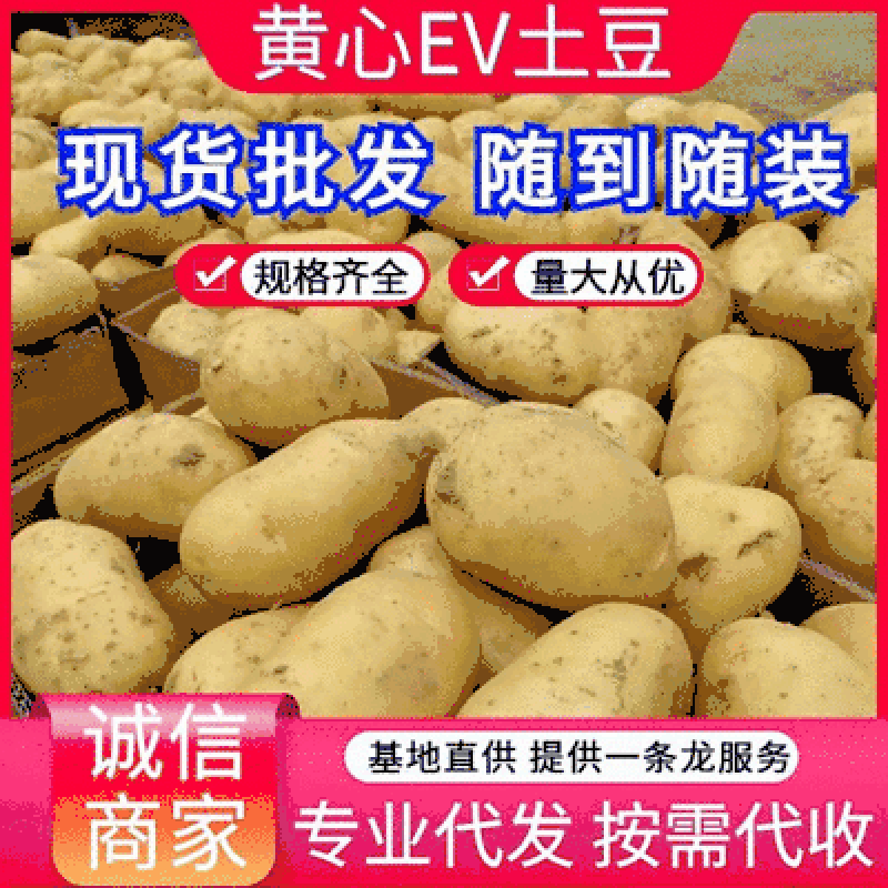 《推荐》黄心ev土豆常磊8号土豆内蒙土豆个头大薯型好
