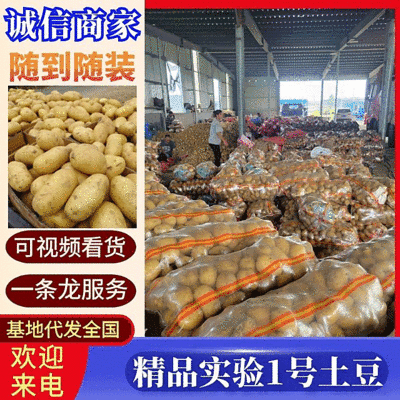 《精选》实验1号土豆黄心土豆代发全国大吨位供应