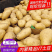 《精选》v7土豆黄心土豆大量现货基地代发全国