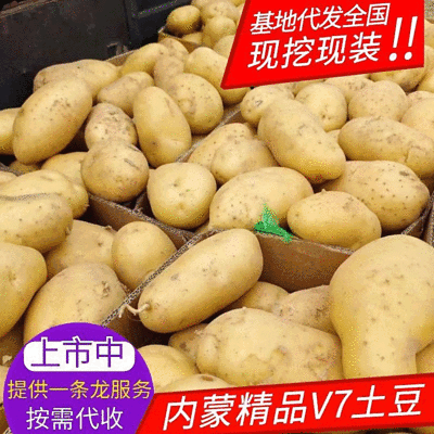 《推荐》V7土豆内蒙土豆黄皮黄心基地现货供应中