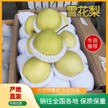【实力商家】乾县雪花梨糖度高水分足，对接罐头厂果脯厂等