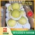 【实力商家】乾县雪花梨糖度高水分足，对接罐头厂果脯厂等