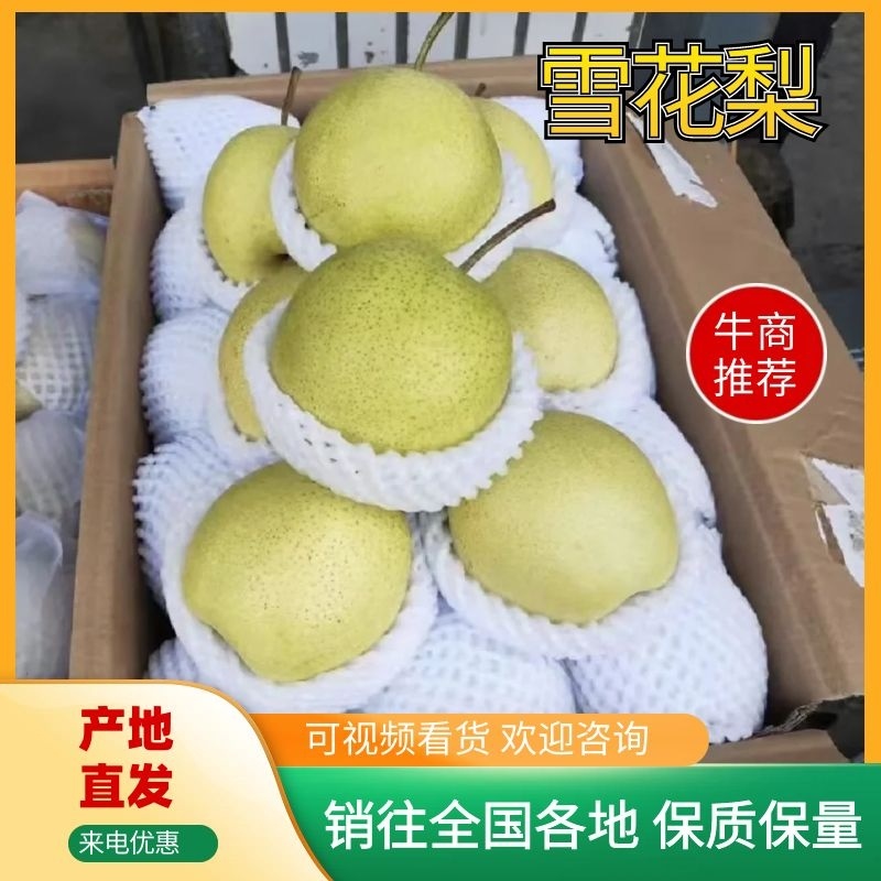 【实力商家】乾县雪花梨糖度高水分足，对接罐头厂果脯厂等