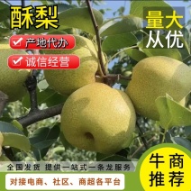 【实力商家】陕西咸阳大量酥梨已上市，大量上货，欢迎采购