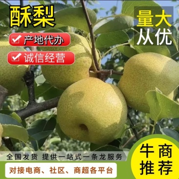 【实力商家】陕西咸阳大量酥梨已上市，大量上货，欢迎采购