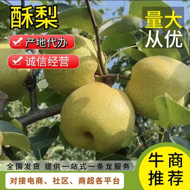 【实力商家】陕西咸阳大量酥梨已上市，大量上货，欢迎采购