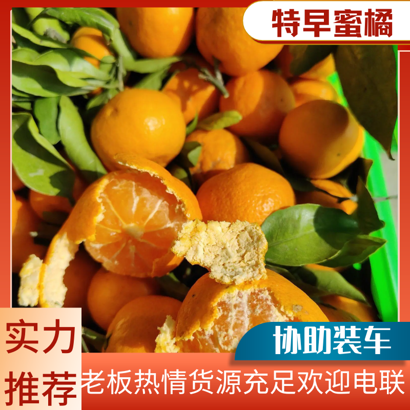 特早蜜桔产地热销视屏看货一手货源市场电商大量走货欢迎老板