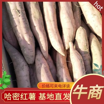 【热销】山东红薯哈密地瓜大量上市产地直发欢迎订购
