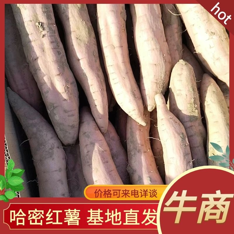 【热销】山东红薯哈密地瓜大量上市产地直发欢迎订购