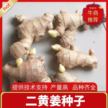 二黄姜种子批发品种齐全提供技术包回收