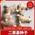 二黄姜种子批发品种齐全提供技术包回收