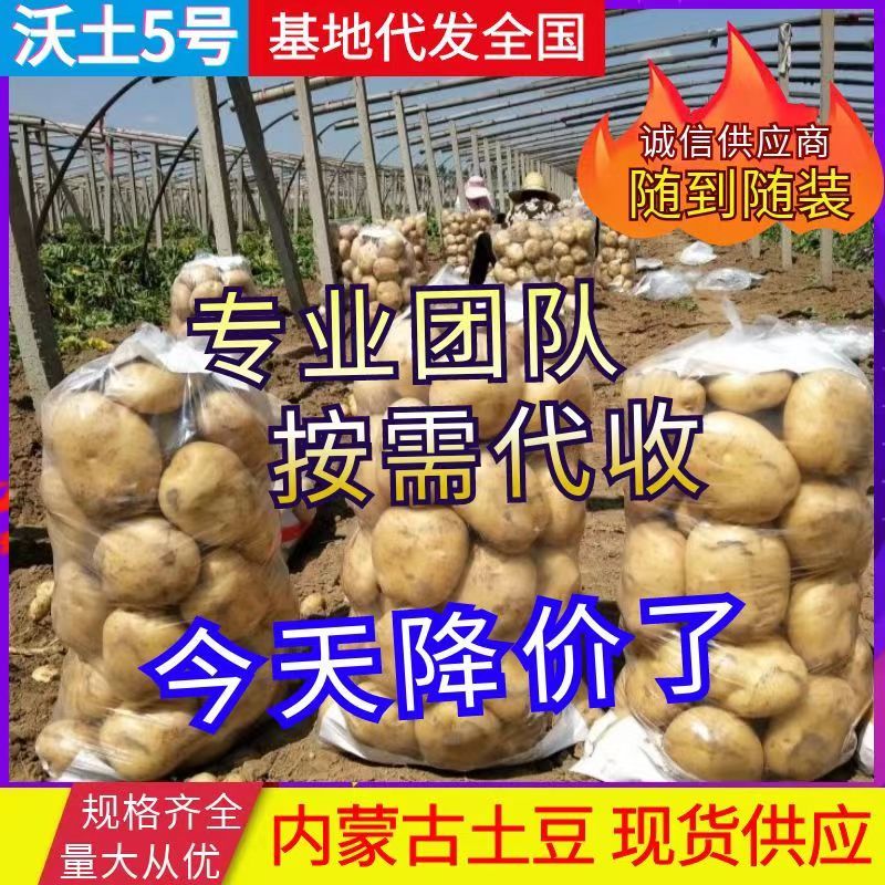 《推荐》沃土5号湖北土豆沃土五黄皮黄心随到随装