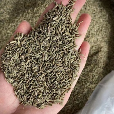 孜然规格齐全！产地直销！大货批发一手货源价格优！