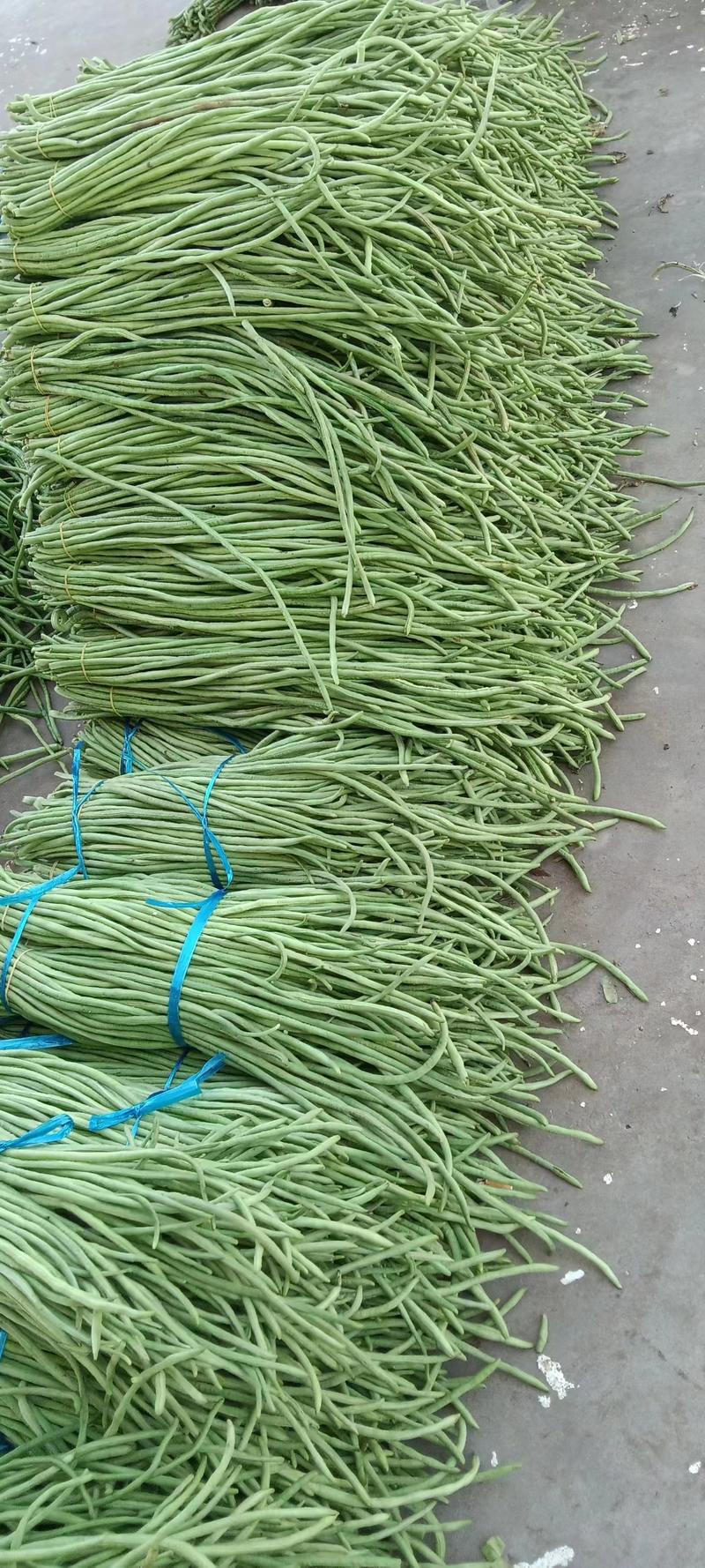 河南长条豆角精品货源产地直供对接批发市场价格便宜
