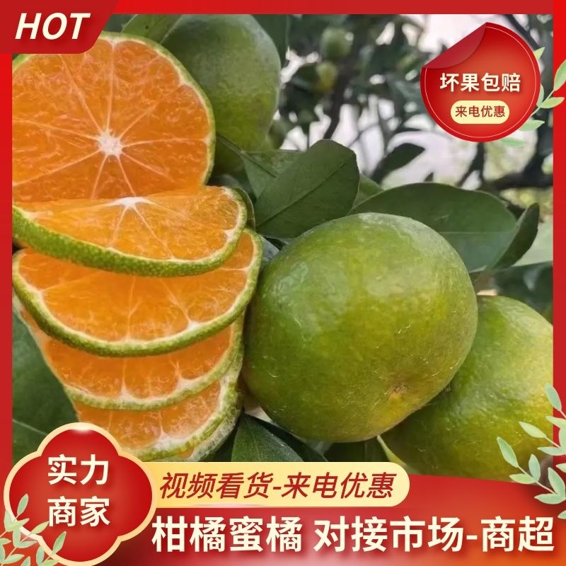 【实力供货蜜橘】蜜橘湖北产地直发全国电商市场商超视频看货