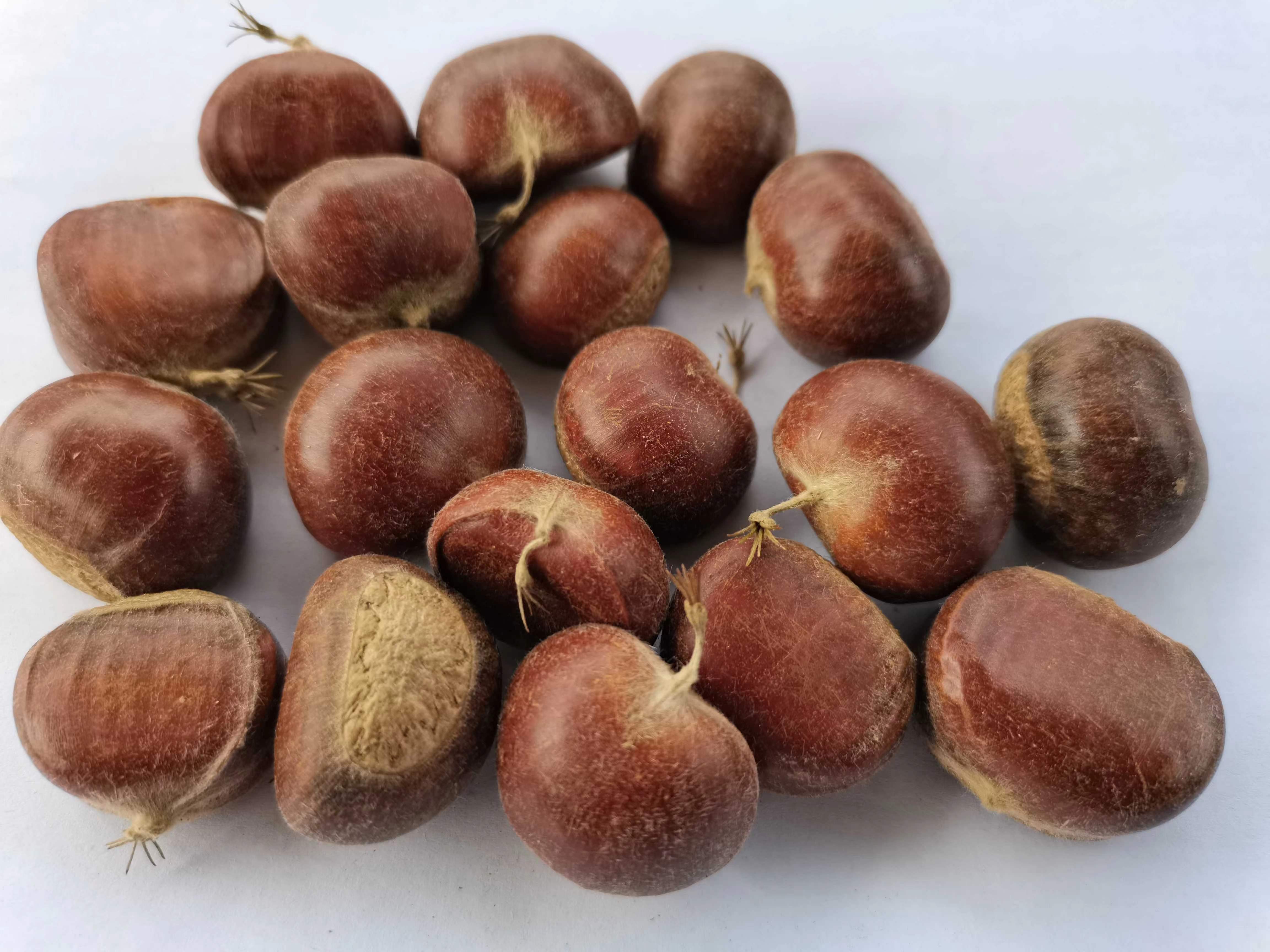 迁西板栗在阳光下的特写