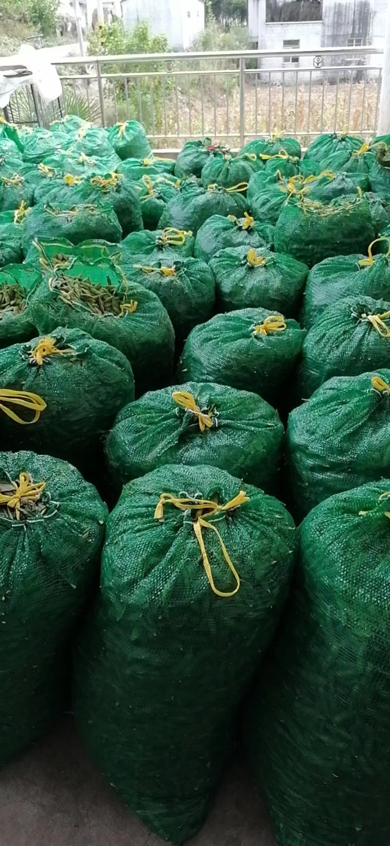 大青豆，安徽毛豆产地现货现发，量大从优，价格公道电联采