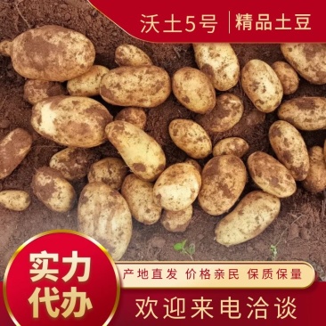 v7大量上市高海拔欢迎老板前来采购！