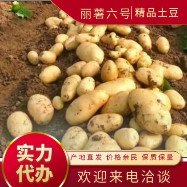 精品土豆丽薯6号产地货源充足大量现货欢迎前来咨询