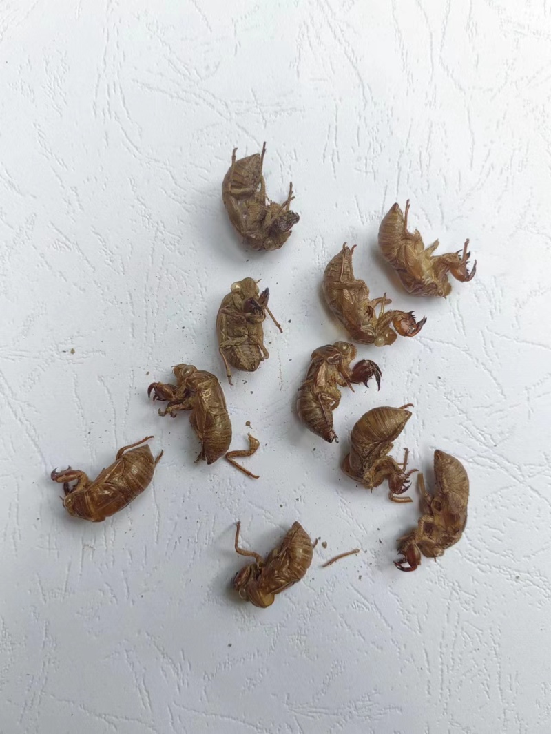 蝉蜕常年供应欢迎老板考察长期供货
