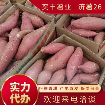 山东邹城济薯二六（济薯26）颜色鲜艳，软糯香甜，产地直发