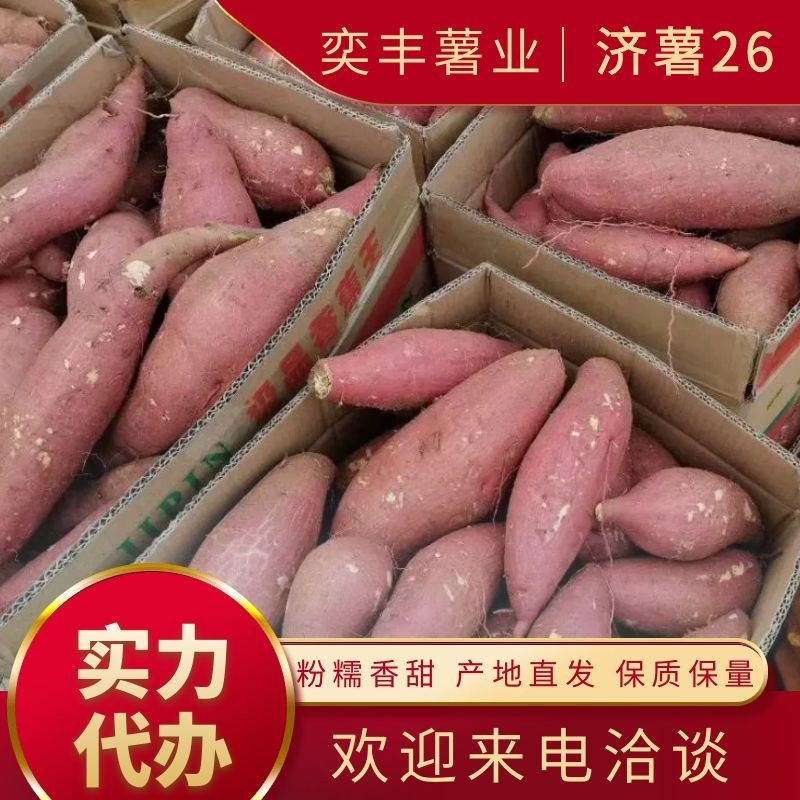 山东邹城济薯二六（济薯26）颜色鲜艳，软糯香甜，产地直发