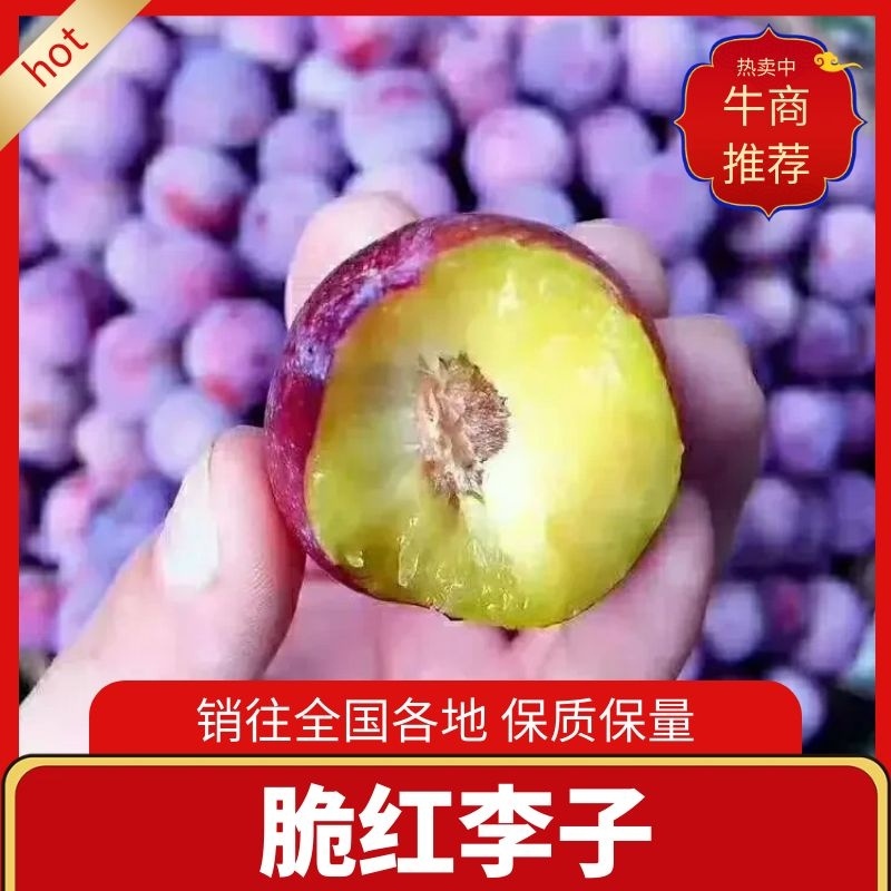 《脆红李》脆红李子个大饱满口感酸甜量大全国发货