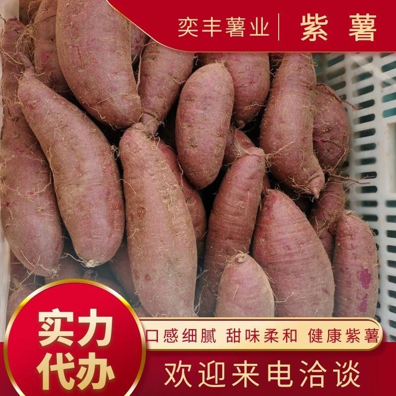 山东邹城紫罗兰大量上市，颜色鲜艳，软糯香甜，欢迎合作共赢