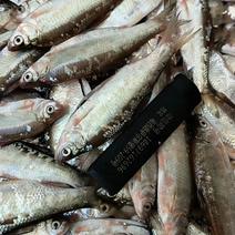 大期大量出售大型水库生态新鲜的白条鱼规格大小可以加工冷冻